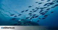 El Port Olímpic recupera más de 100 especies marinas en un año ¿Cuál es el secreto?