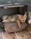 “Ladraba como un perro”. Lastimado, apareció en una estación de servicio de la costa y se llevaron una sorpresa cuando lo rescataron