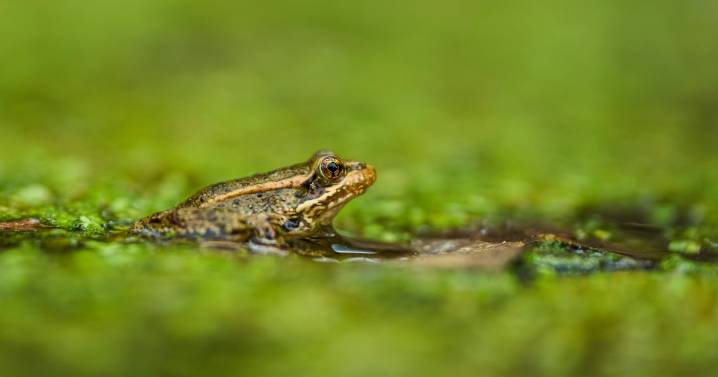 The call of a native frog is heard again in Southern California thanks to help from Mexico and AI