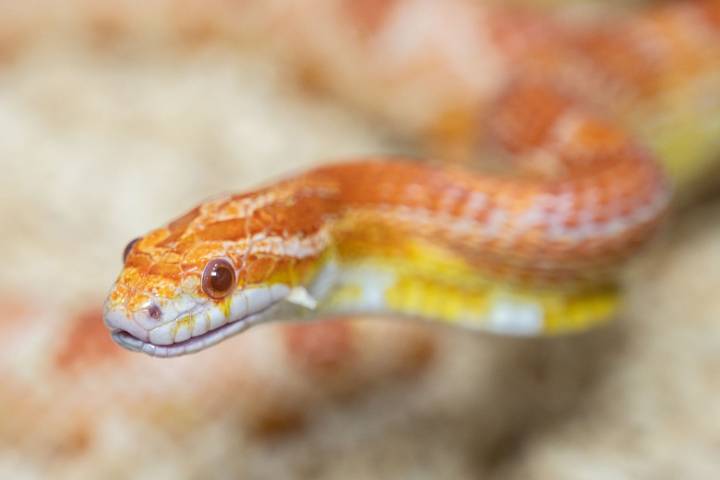 Woman Discovers Large Snake in Toy Box During Child's Birthday Party