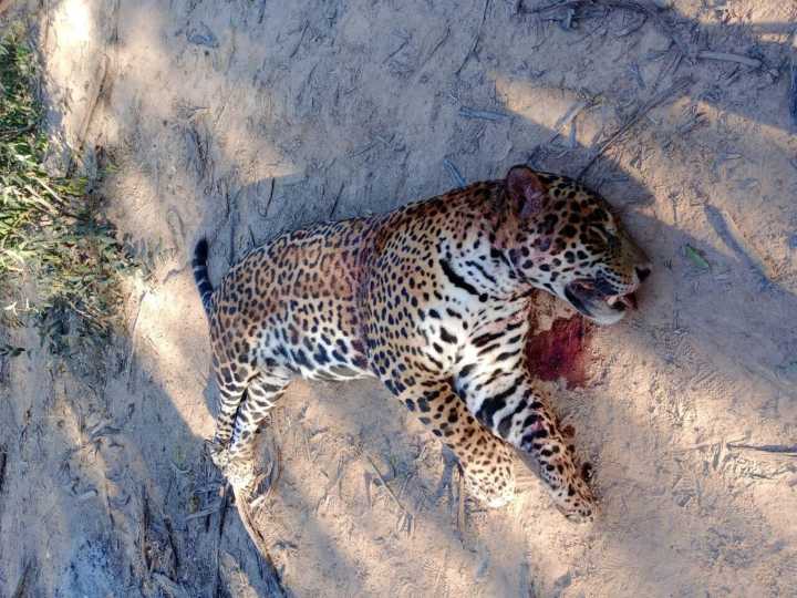 Los mandan presos por matar un yaguareté: las claves de un fallo sin precedentes