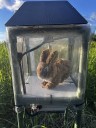 Robot rabbits the latest tool in Florida battle to control invasive Burmese pythons in Everglades