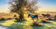 The unbelievably beautiful national park 2 hours from London where ponies and horses roam free