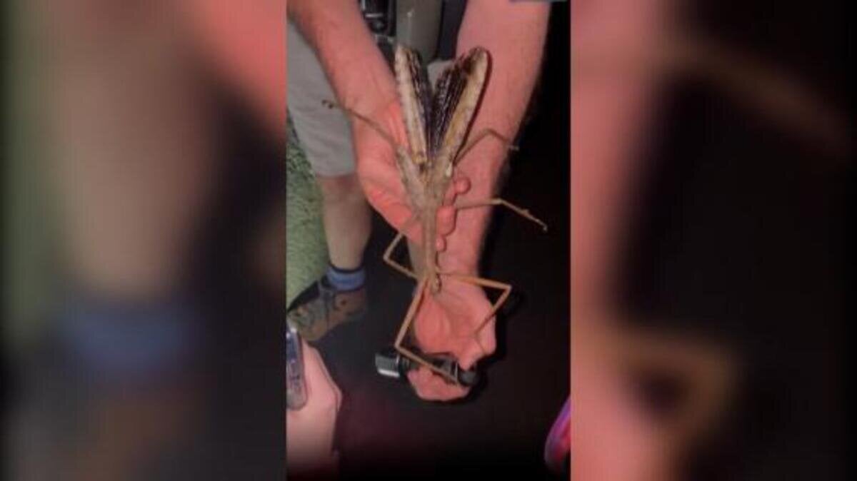 Encuentran al insecto más pesado de Australia: mide medio metro