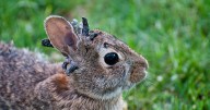 Mutant 'Frankenstein' rabbits with tentacles sticking out their heads spotted by locals