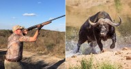 Hunter From Texas Killed By Cape Buffalo In South Africa