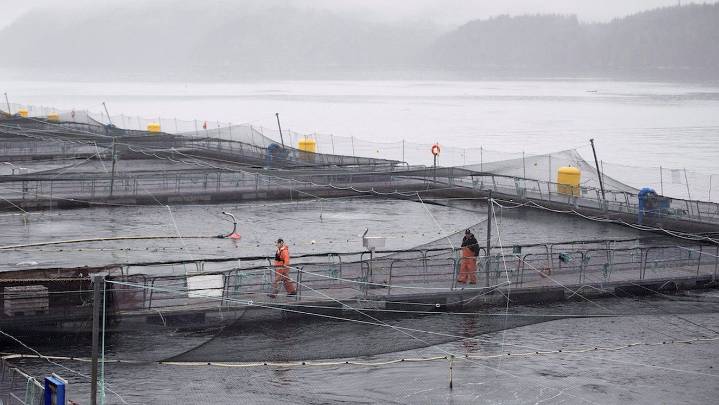 Open net salmon farm exodus expected in B.C., documents reveal