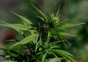 Catholic scholars urge caution as Trump considers rescheduling marijuana