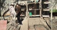 Golpe al tráfico de fauna: secuestran aves, reptiles y droga en San Juan