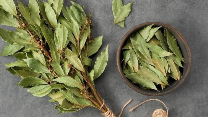 Beneficios del té de laurel en ayunas: 11 razones científicas para incluir esta infusión en tu rutina diaria