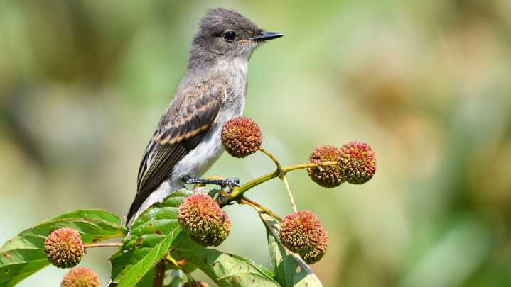 The Low-Maintenance Shrub You Can Grow In Your Yard That's A Magnet For Butterflies & Birds