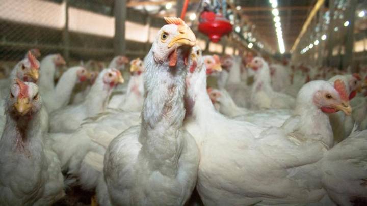 ¿Qué países restringen las importaciones de pollo brasileño por la gripe aviar?