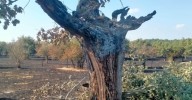 Ecologistas en Acción exige suspender la caza en Castilla y León tras los incendios
