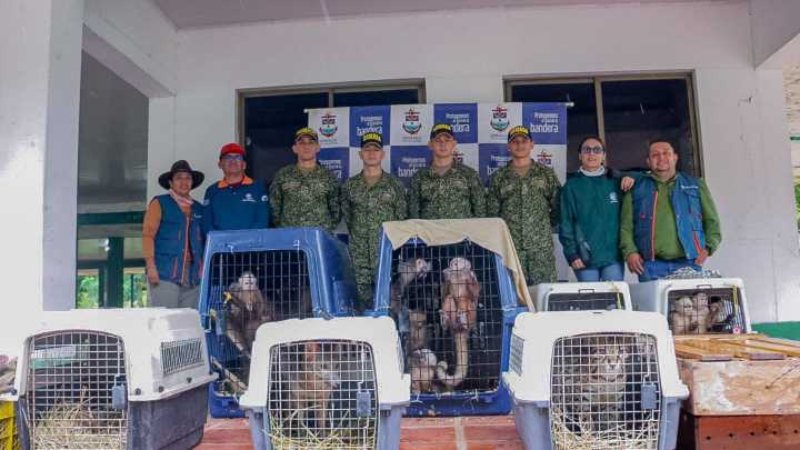 Corpoboyacá y Corporinoquia liberaron en el Vichada 77 especies de fauna silvestre