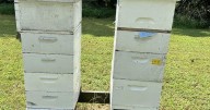 Here's the buzz on beehive distribution program