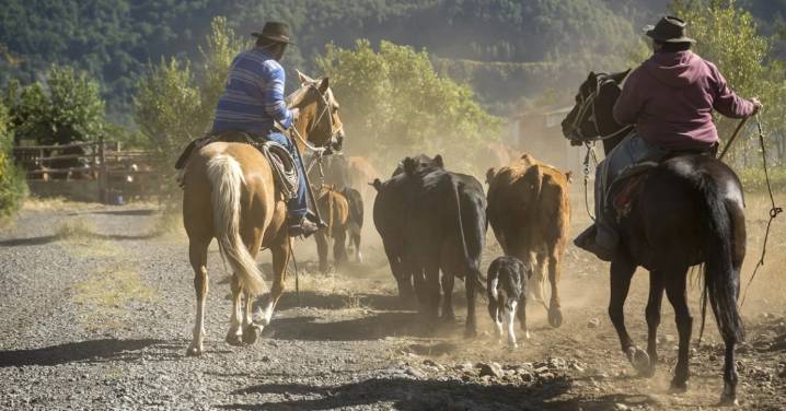 Arrieros de Antuco y San Fabián quedan finalistas en premio mundial de montañismo por impulsar el turismo cultural y natural