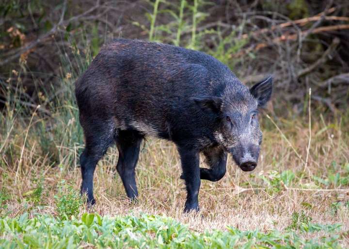 Reportan en California jabalíes con carne “azul brillante”