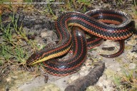 Have you seen me? FWC asking for help documenting rare, shimmering snake