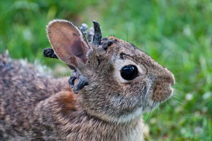 Un extraño virus transforma a conejos en criaturas con cuernos