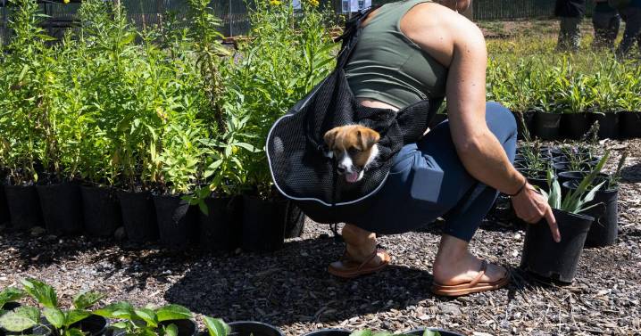 Colorado Springs city greenhouse selling surplus plants