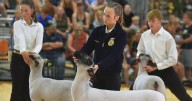 All or mutton: Competitors shepherd their sheep at the Northwest Montana Fair and Rodeo