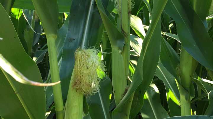 We've all heard the old sayings about corn. Here are a…