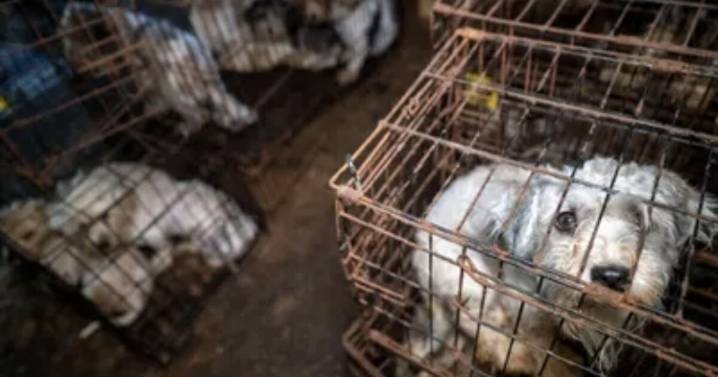 111 dogs seized from puppy mill