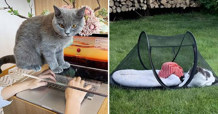 If You Have A Cat, These 50 Clever Things Under $25 Are Life