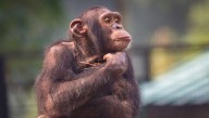 Meet Hank, The Autistic Chimpanzee Who Runs Gavin Newsom's X Account