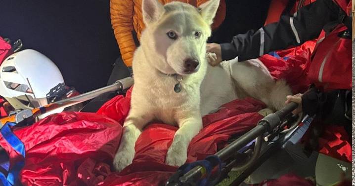 Husky rescued from mountain on stretcher after injuring paws