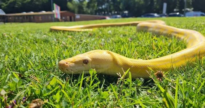 Glasgow snake looking for specialist home with space to stretch out