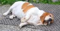 Half of Britain's dogs are dangerously overweight and many owners have no idea