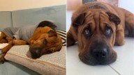 California Dog's Journey From Stray To Cherished Family Member Who Gets Tucked In At Night