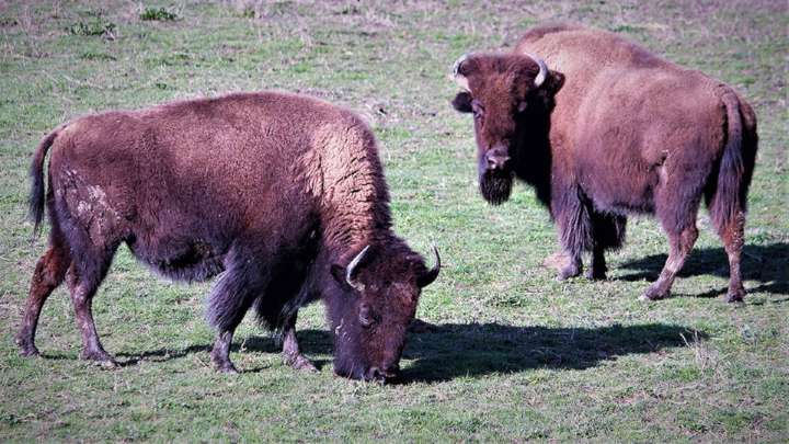 Suspected anthrax found in bison carcass on Highway 3
