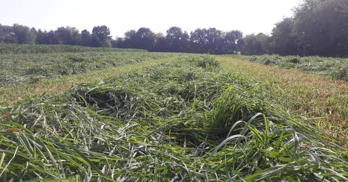 Late Summer Is an Optimal Time to Plant Forage in the Mid