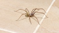 The Top 10 Most Common Spiders You May See In Your Home And What To Do About It
