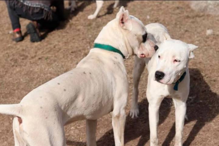 Mujer sufrió graves heridas tras ser atacada por dos dogos en la casa de sus padres