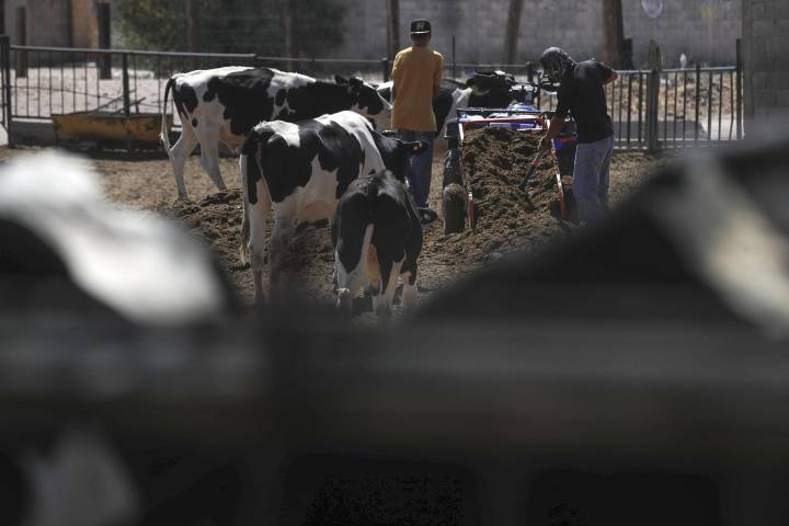 Ganaderos mexicanos suman 850 millones de dólares en pérdidas por veto fronterizo de EEUU