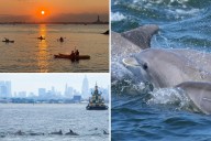 Exclusive | Bottlenose dolphin sightings in NYC thrill lucky viewers
