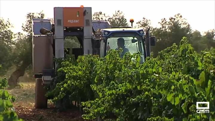 El malestar de los agricultores de Valdepeñas: el precio de la uva es el mismo que en los años 90