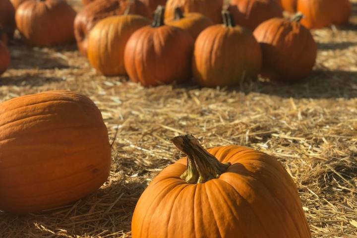 A bucket list of fall events in Charlotte