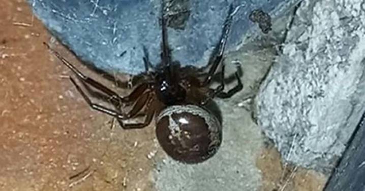 Seven horrific creepy crawlies that make false widows look like perfect housemates