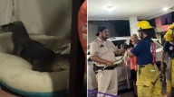 Un intrépido cocodrilo se apodera de la cama de una mascota en un hogar sorprendido