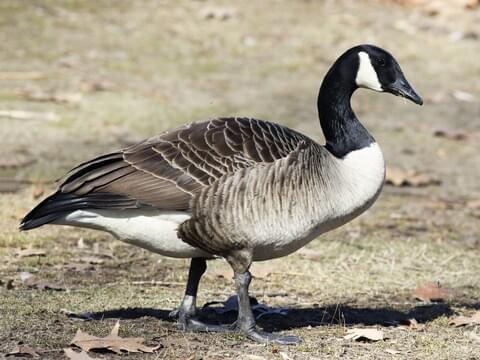 Early goose season set to open across ND