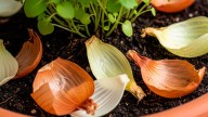 Cáscaras de cebolla al sol: el truco casero que pocos conocen