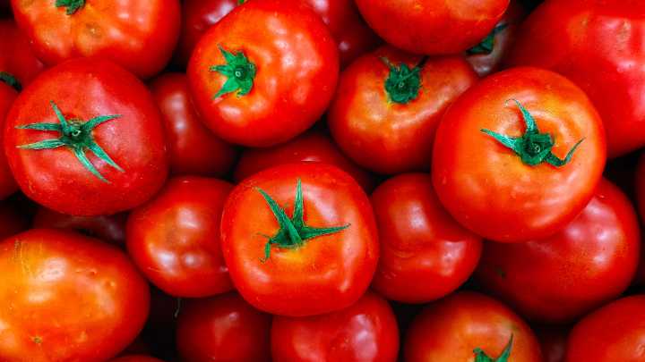 ¿Cuánto costará la exportación del tomate fresco? Gobierno de México fija precio mínimo