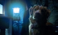 Estrenan primer tráiler de "Good boy"; cinta de terror que sería protagonizada por un perro