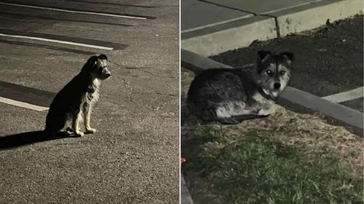 Heartbroken Pup Waits Day After Day In California Parking Lot, Hoping Her Owner Will Return