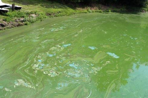 Toxic algae could impact Labor Day at Kansas lakes