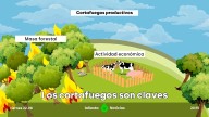 Así actúan los cortafuegos, fundamentales para frenar el avance de las llamas: "Algunos son superficies arboladas con copas distanciadas"